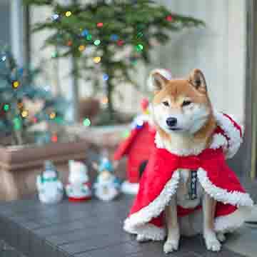 柴犬亜門さんのクリスマス2021