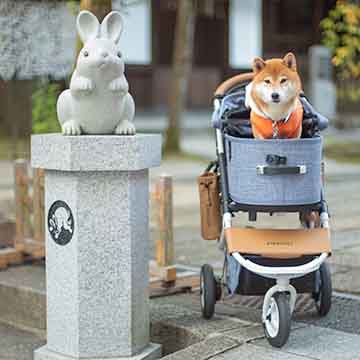 柴犬亜門さん 岡崎神社で兎と出会う