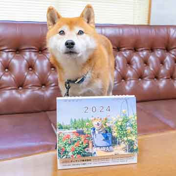 柴犬亜門さん カレンダー2024