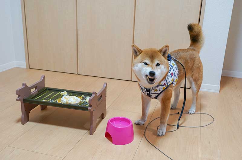 バースデーケーキを食べる柴犬亜門さん