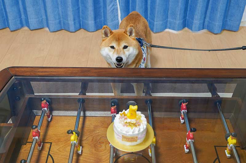 柴犬亜門さんと5歳のバースデーケーキ