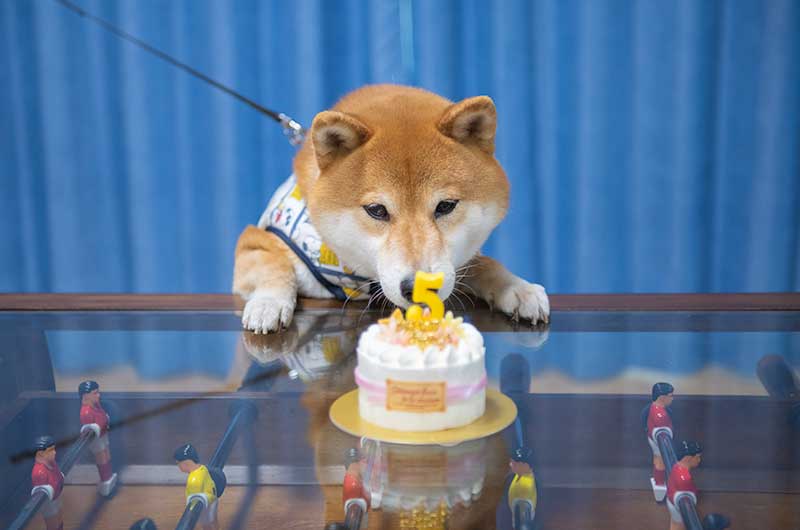 柴犬亜門さんと5歳のバースデーケーキ