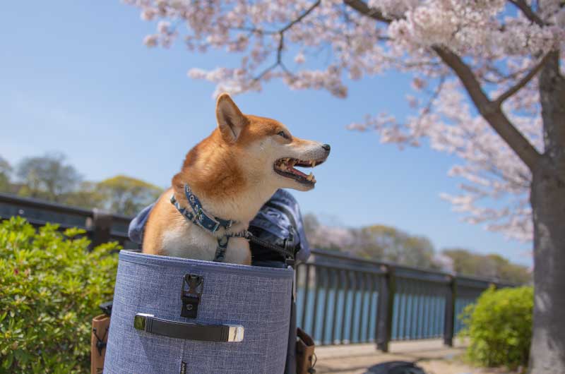 大阪城公園の桜を見る柴犬亜門さん