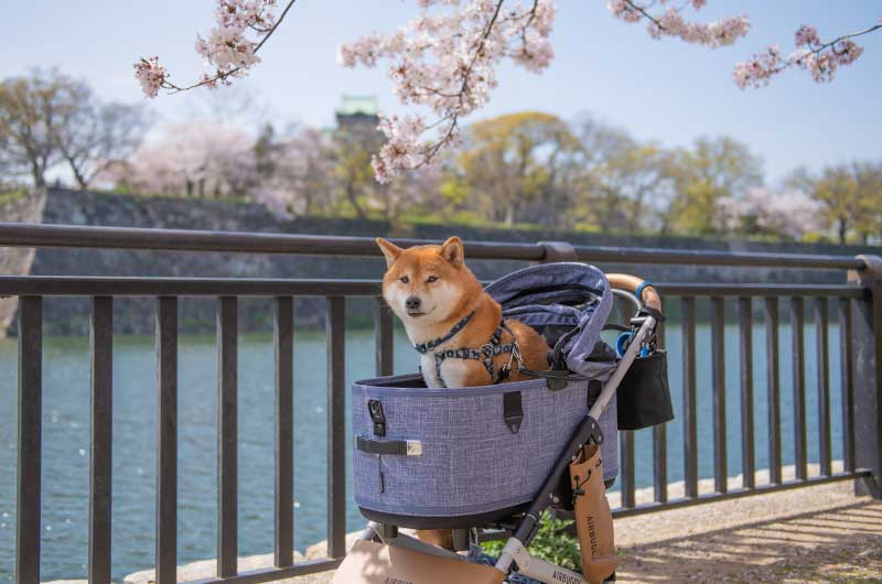 大阪城公園 お花見する柴犬亜門さん