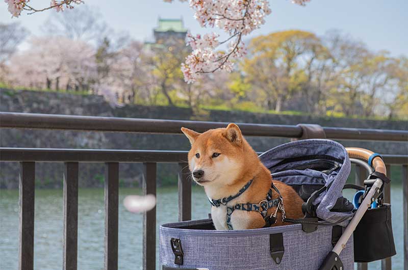 大阪城公園 お花見する柴犬亜門さん