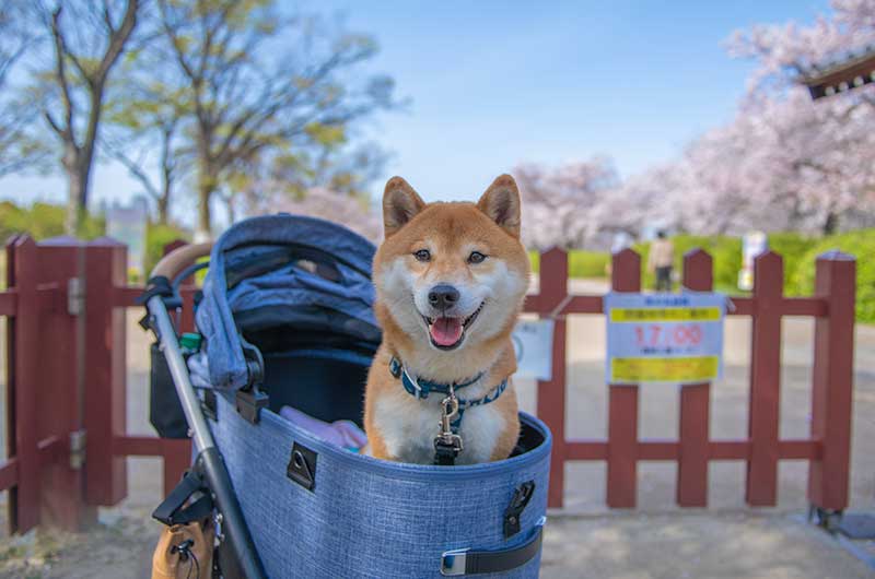 大阪城公園 桜と柴犬亜門さん