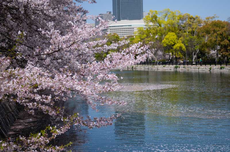 大阪城公園 東外堀の桜