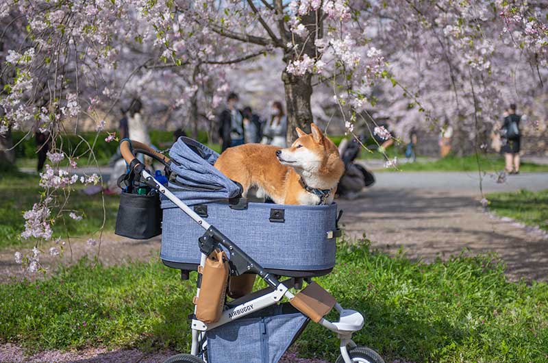 大阪城公園 桜と柴犬亜門さん