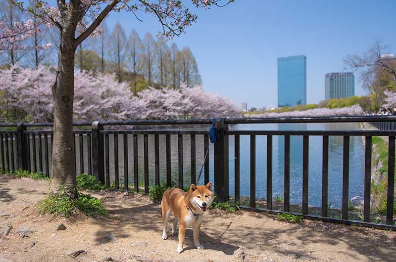 大阪城公園 東外堀の桜と柴犬亜門さん