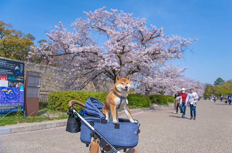大阪城公園 桜 エアバギーに乗る柴犬亜門さん