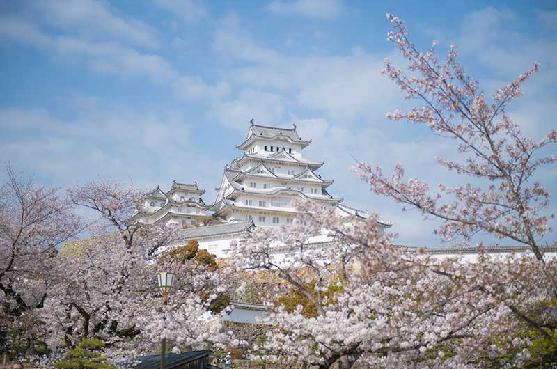 姫路城とソメイヨシノ