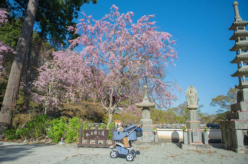 勝尾寺境内の桜