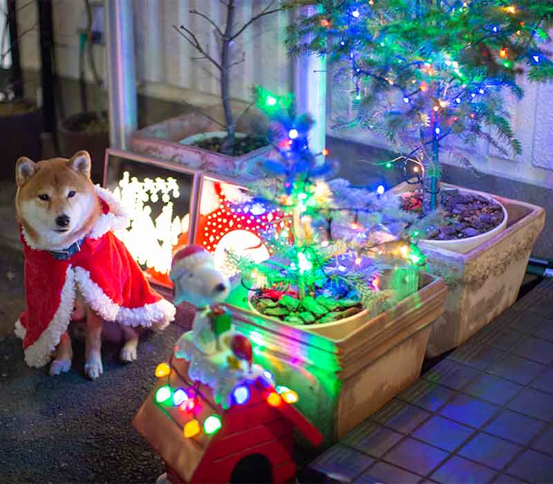 クリスマスツリーと柴犬亜門さん