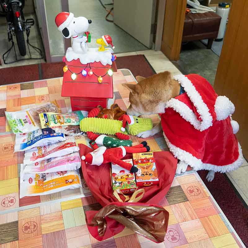 クリスマスプレゼントと柴犬亜門さん