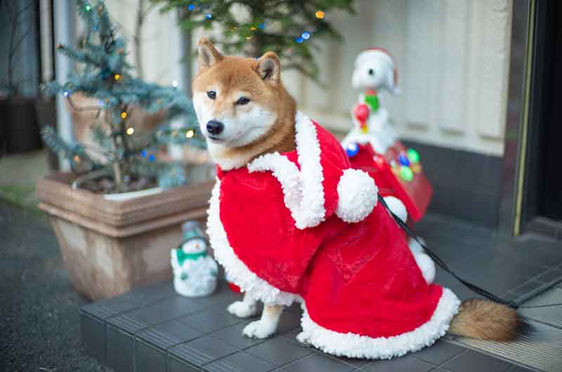 クリスマスケープを着た柴犬亜門さん