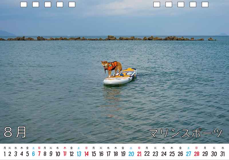ディテック株式会社 柴犬亜門さん2022年カレンダー 8月