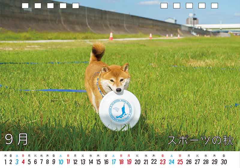 ディテック株式会社 柴犬亜門さん2022年カレンダー 9月