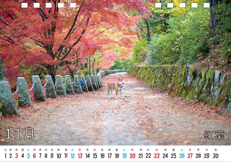ディテック株式会社 柴犬亜門さん2022年カレンダー 11月