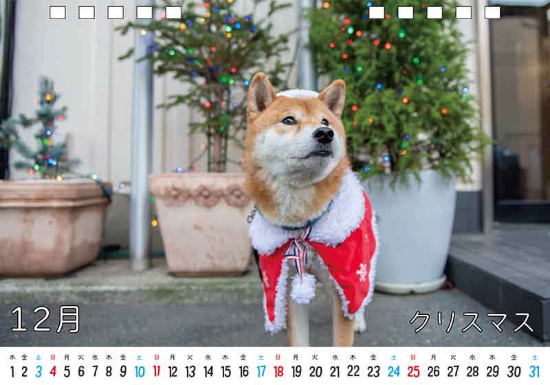 ディテック株式会社 柴犬亜門さん2022年カレンダー 12月