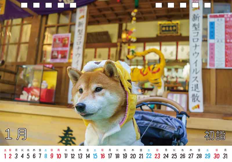 ディテック株式会社 柴犬亜門さん2022年カレンダー 1月