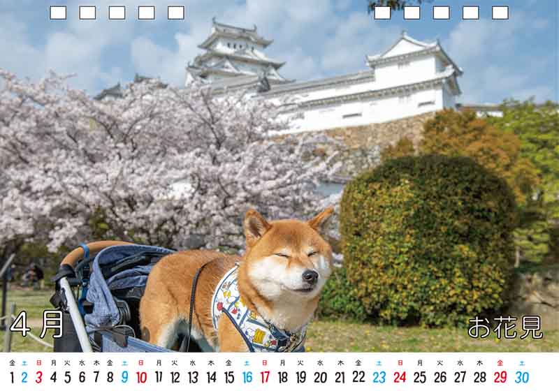 ディテック株式会社 柴犬亜門さん2022年カレンダー 4月