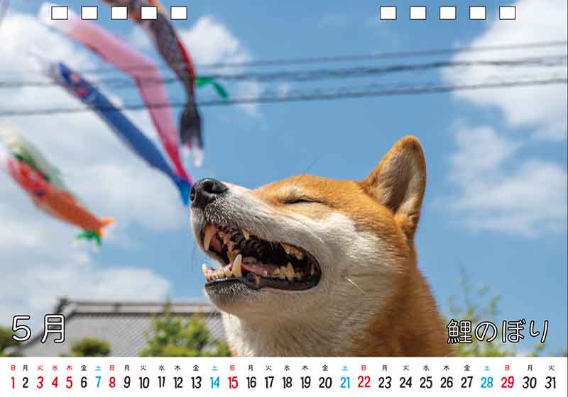 ディテック株式会社 柴犬亜門さん2022年カレンダー 5月