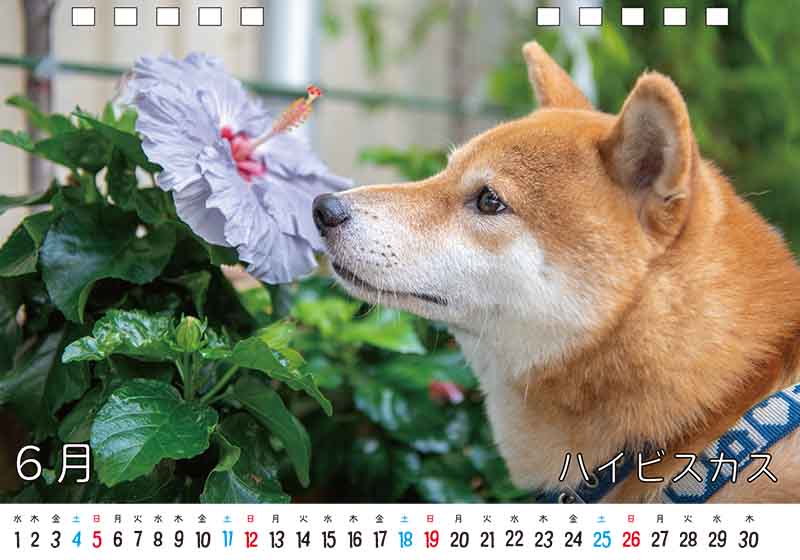 ディテック株式会社 柴犬亜門さん2022年カレンダー 6月