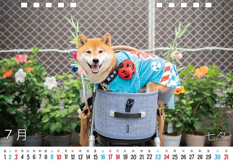 ディテック株式会社 柴犬亜門さん2022年カレンダー 7月