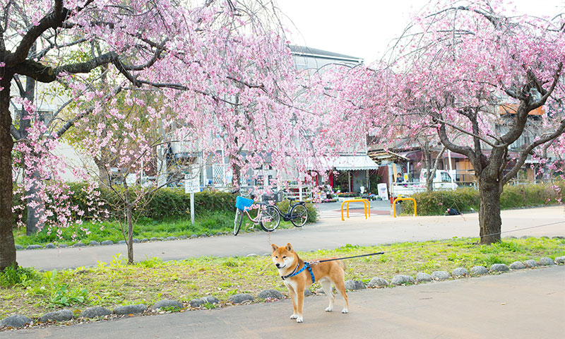大野川遊歩道の桜と柴犬亜門
