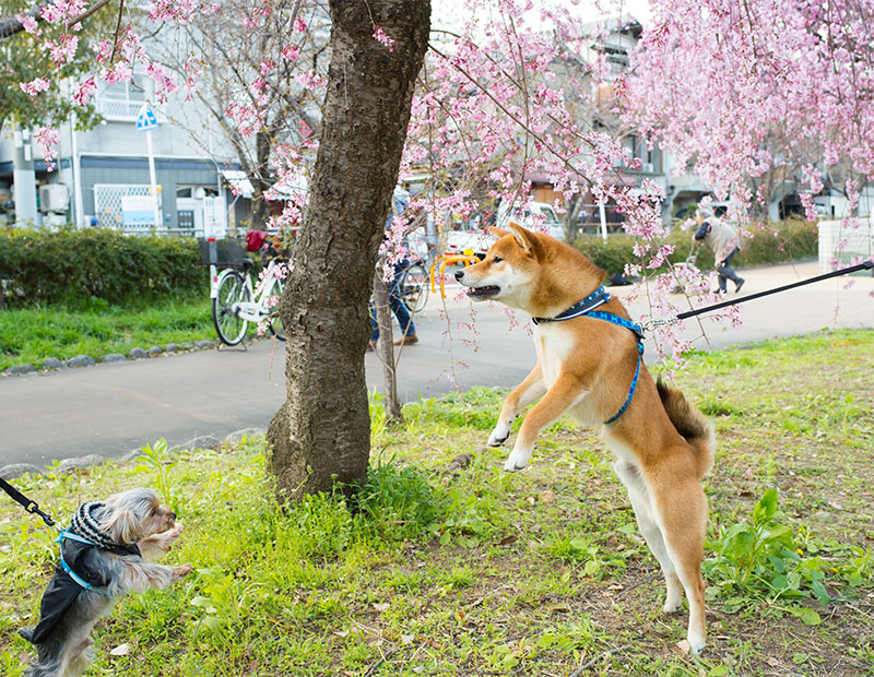 大野川遊歩道の桜と柴犬亜門