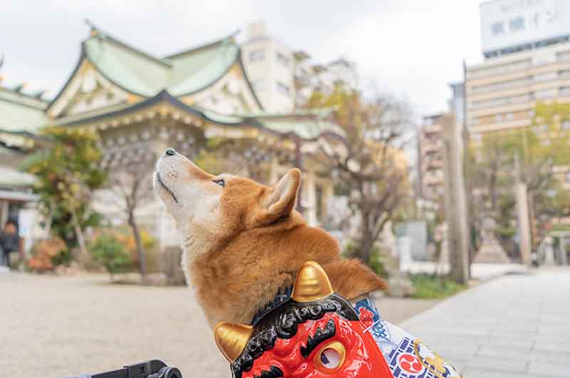 難波八阪神社(なんばやさかじんじゃ) 境内 鬼の面をつけた柴犬亜門さん