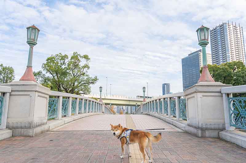 中之島公園 ばらぞの橋を散歩する柴犬亜門さん