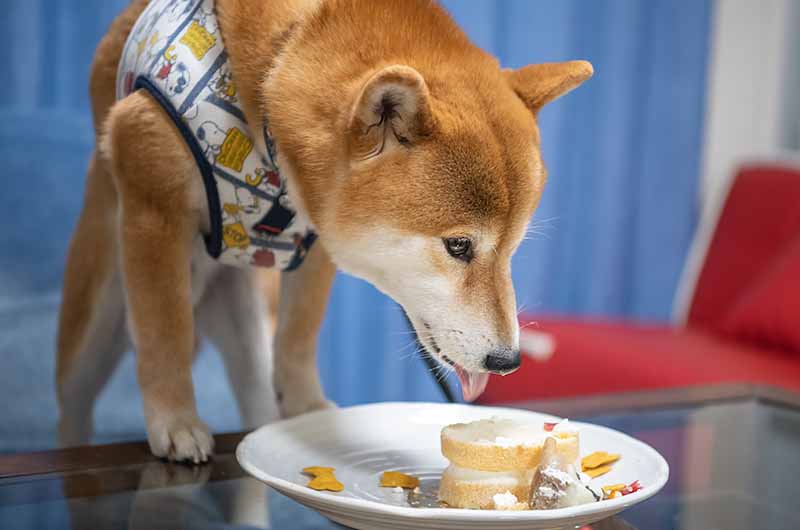 誕生日ケーキを食べる柴犬亜門さん