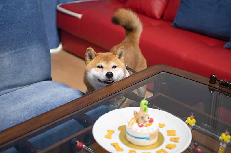 柴犬亜門さんと6歳のバースデーケーキ