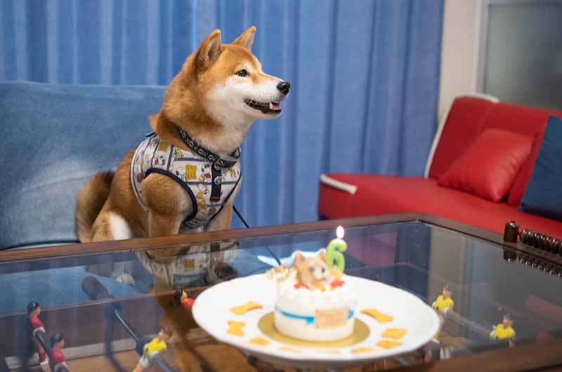 柴犬亜門さんと6歳のバースデーケーキ