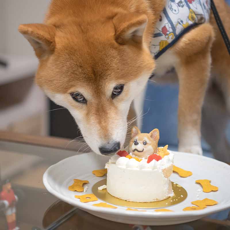 誕生日ケーキを食べる柴犬亜門さん