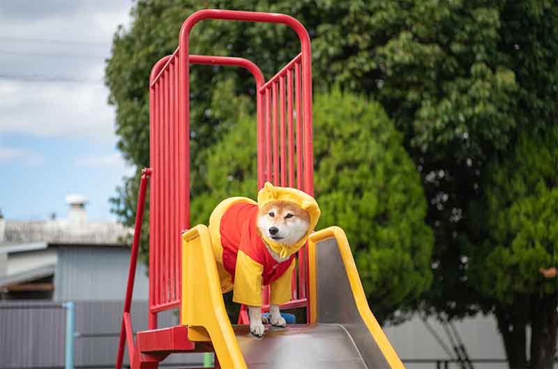 西淀公園の滑り台で遊ぶ柴犬亜門さん