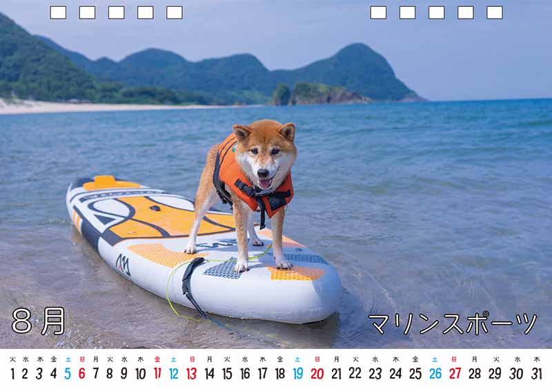 ディテック株式会社 柴犬亜門さん2023年カレンダー 8月