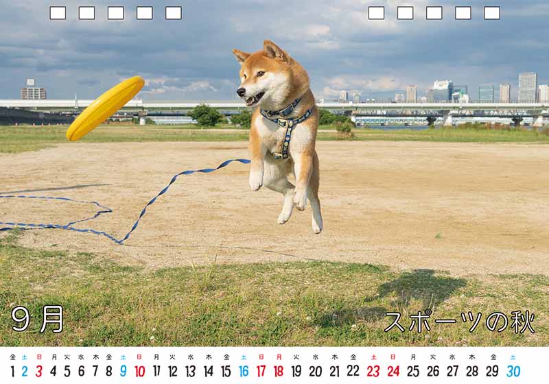 ディテック株式会社 柴犬亜門さん2023年カレンダー 9月
