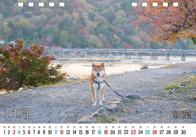 ディテック株式会社 柴犬亜門さん2023年カレンダー 11月