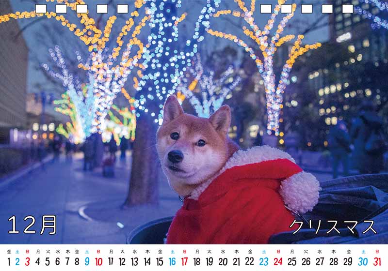 ディテック株式会社 柴犬亜門さん2023年カレンダー 12月