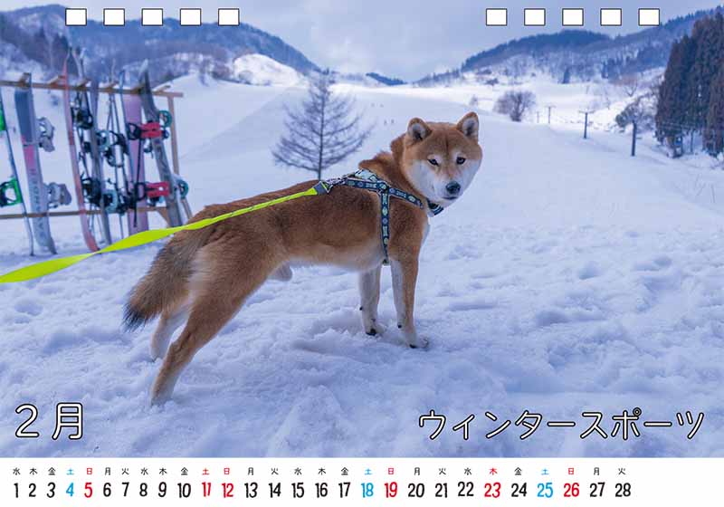 ディテック株式会社 柴犬亜門さん2023年カレンダー 2月