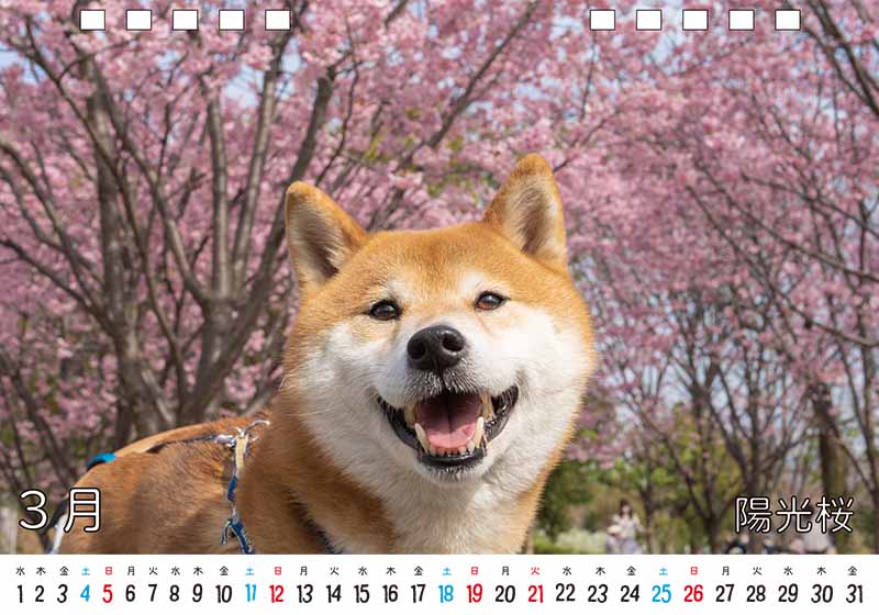 ディテック株式会社 柴犬亜門さん2023年カレンダー 3月