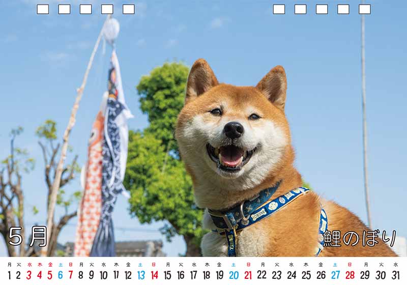 ディテック株式会社 柴犬亜門さん2023年カレンダー 5月
