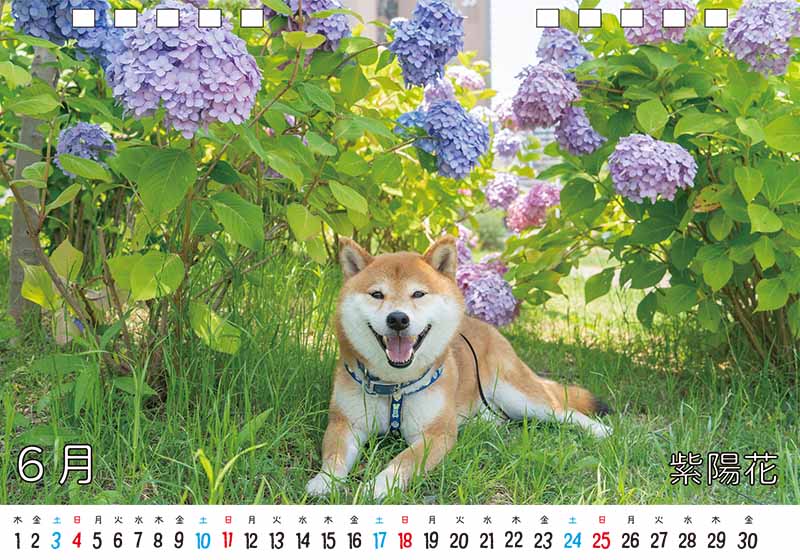 ディテック株式会社 柴犬亜門さん2023年カレンダー 6月