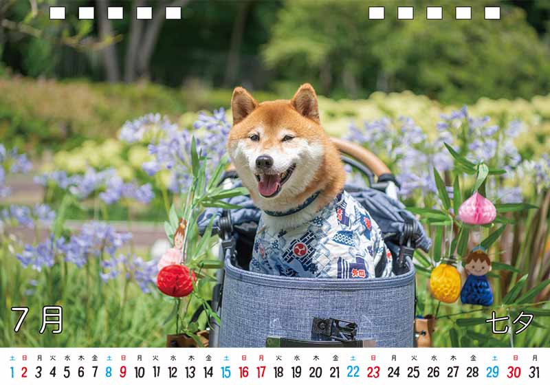 ディテック株式会社 柴犬亜門さん2023年カレンダー 7月