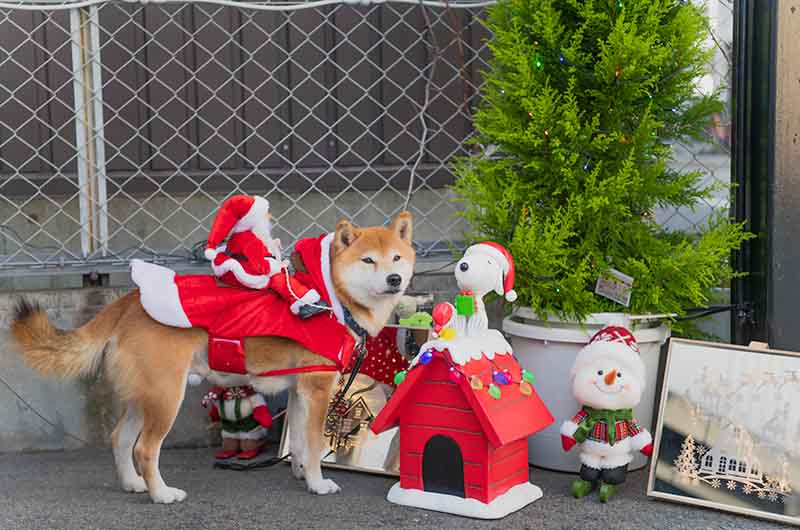 サンタ服を着た柴犬亜門さん