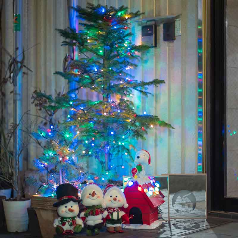 モミの木・ホプシー・クリスマスツリー