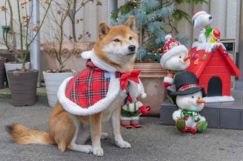 クリスマスケープを着る柴犬亜門さん