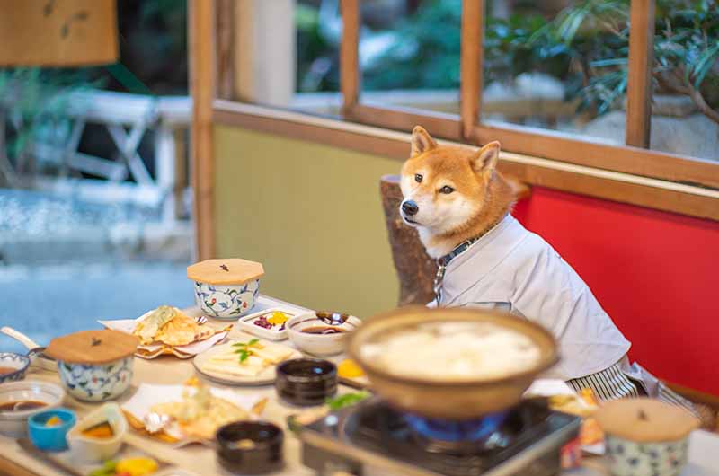 柴犬亜門さんと湯豆腐ランチ